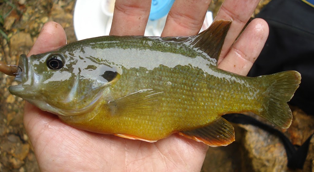 Ben Cantrell's fish species blog Microfishing southern Missouri
