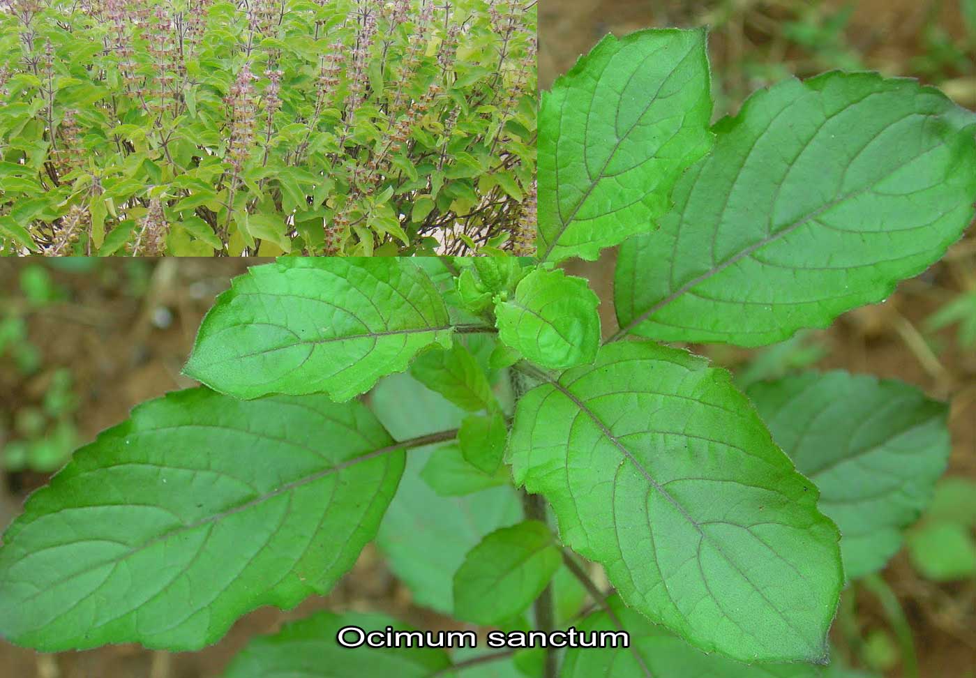 sanctum ocimum plants tulsi medicinal lamiaceae tulasi family