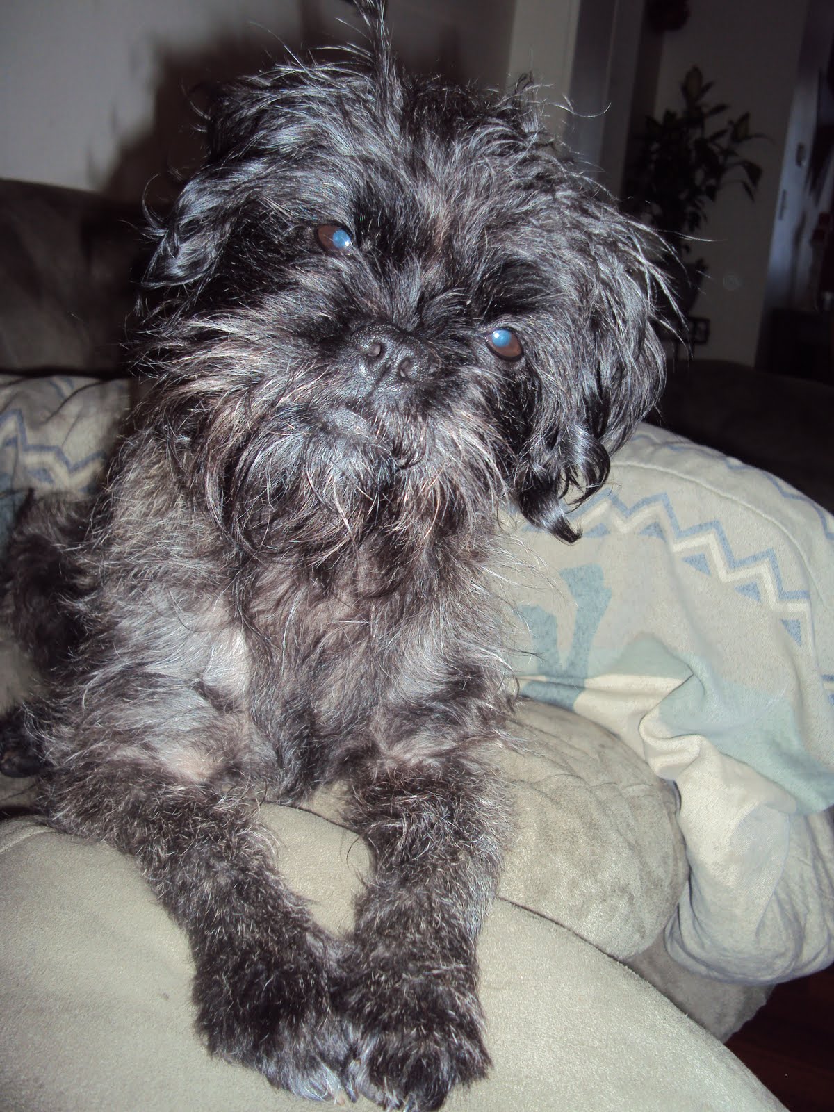 Pugapoo Puppies: Momma, MIMI