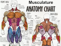Diagram Of The Body Diagram Of The Body