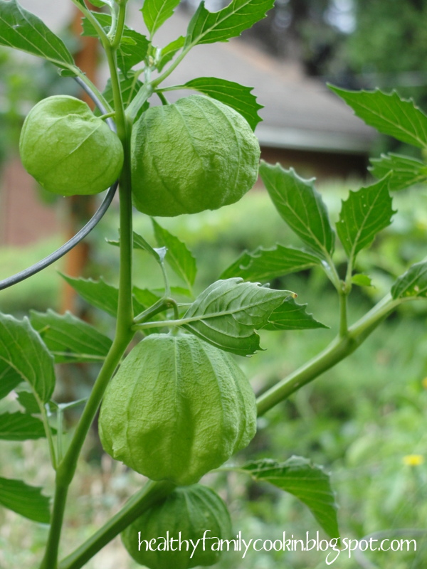 Healthy Family Cookin': Garden Update July 2013