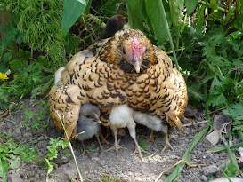 HOLISTIC HEN