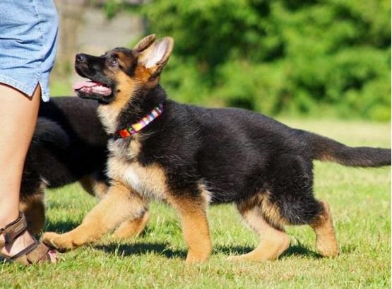 alman kurdu egitimi ozellikleri fiyatlari alman kurdu fiziksel ozellikleri