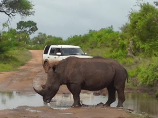 Een human-rhino conflict in mini formaat, dat Marjo oploste door even kort doch luidruchtig zijn gaspedaal in te trappen om mr. Rhino duidelijk te maken dat hij in de weg stond.
