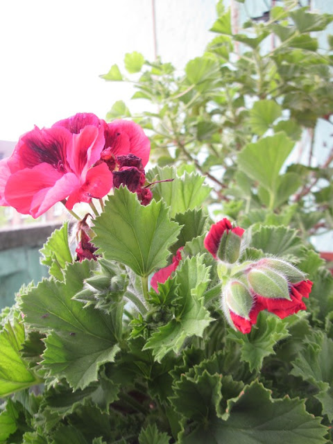 pelargonia