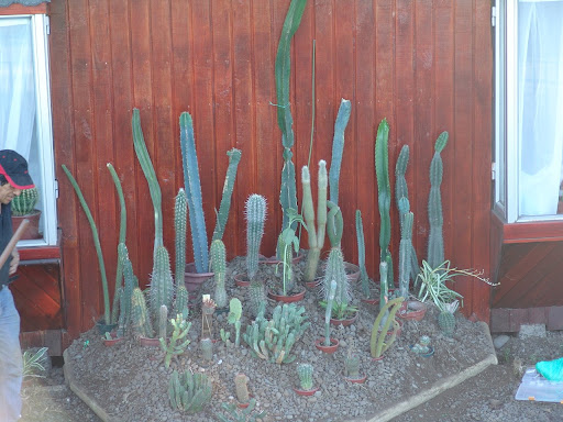 CACTUS Y SUCULENTAS EN OSORNO "ROLANDO Y ROSITA"