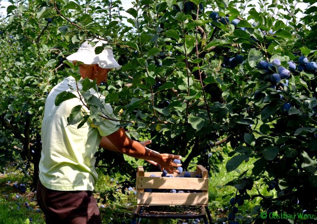 Zwetschgen Zwetschgen