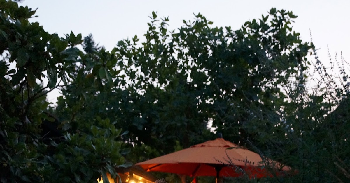 Whatsitgarden: A night in the garden...