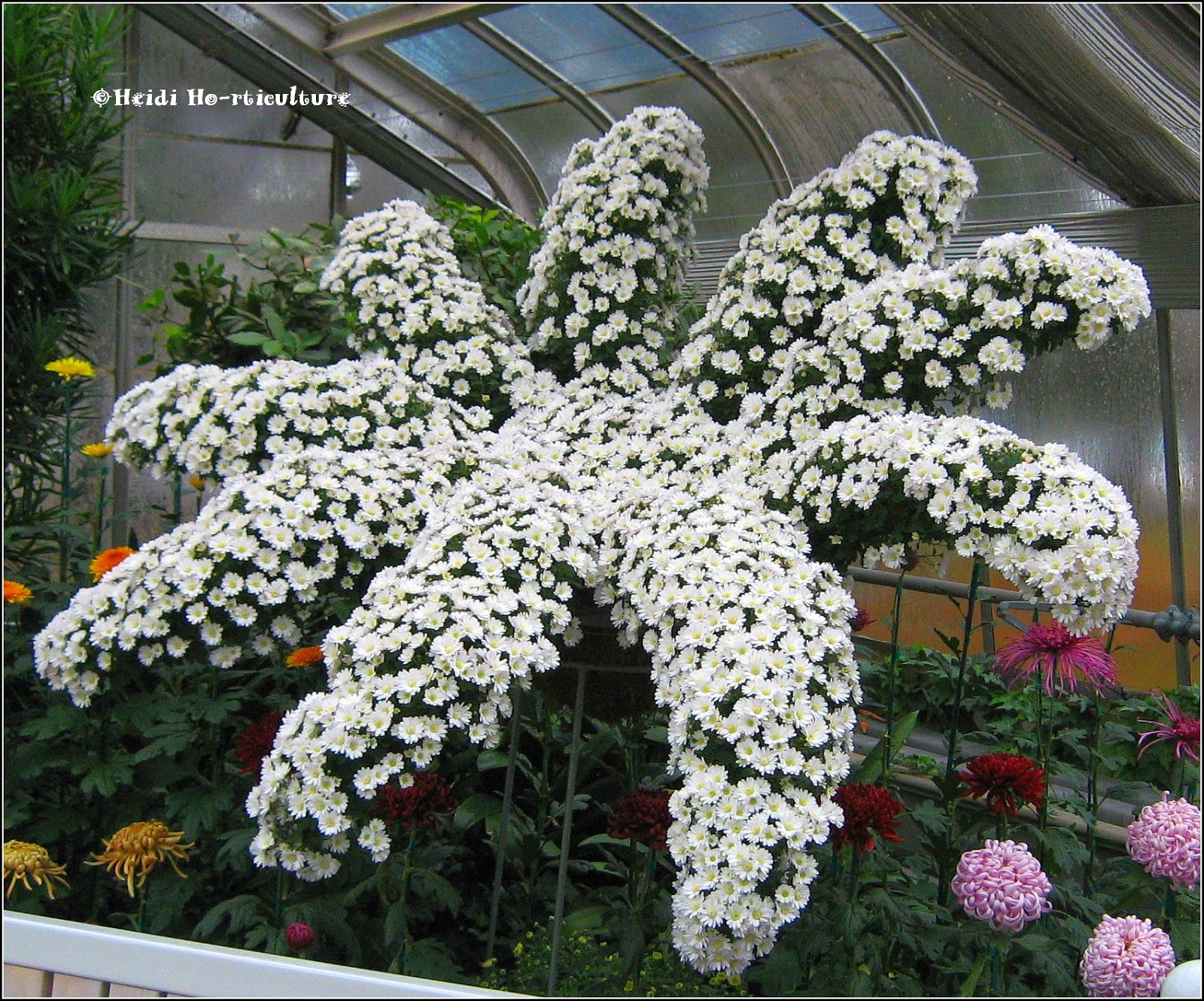 Chrysanthemum Show  Centennial Greenhouse Conservatory