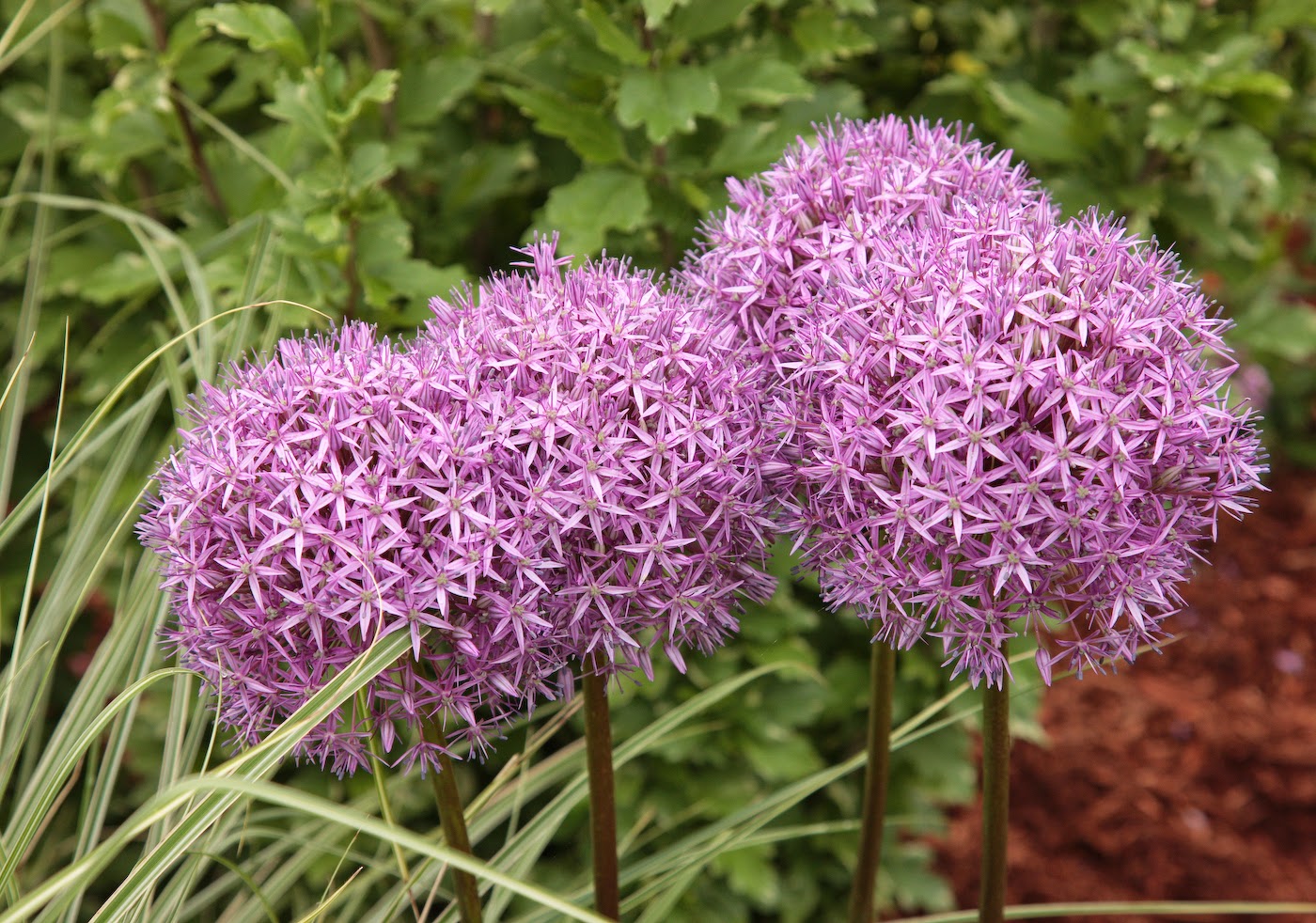 Florez Nursery Spiraea Japonica Anthony Waterer