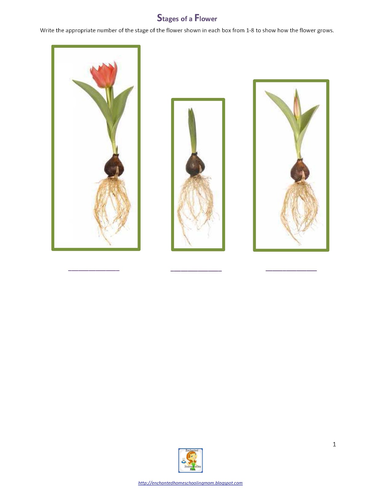 worksheet Stages Of Plant Growth For Kids Worksheets springtime fun the life cycle of a plant guest post enchanted one