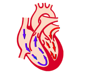 Standard Note: Structure of human heart and blood circulation