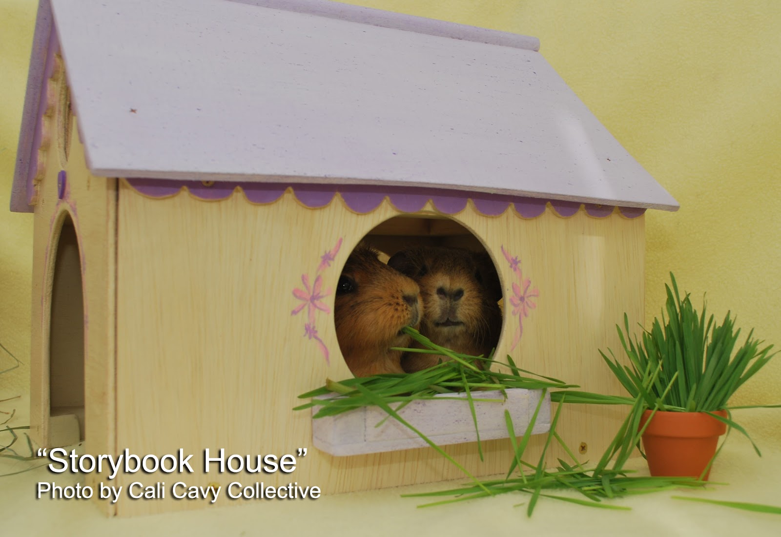 Cali Cavy Collective a blog about all things guinea pig Wooden