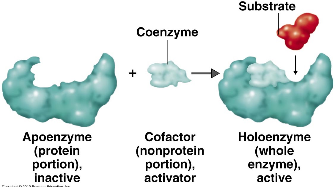 Immunology Immune system Immunity What are EnzymesCoEnzymes