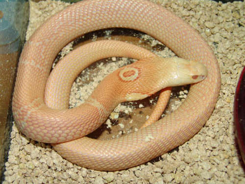 Monocled Cobra ...