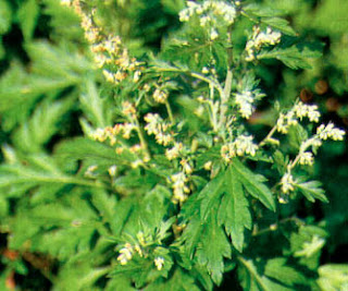 Baru Cina (Artemisia vulgaris L.)
