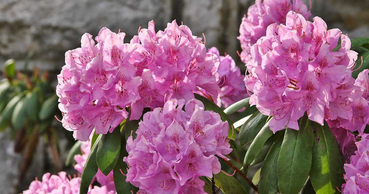 BlueEyed Kentucky Spring Flowers in the Churchyard