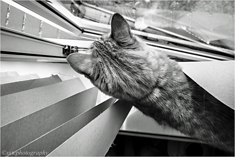 Compact Camera, Best Photo of the Day in Emphoka by Xstc, Sony DSC-RX100, https://flic.kr/p/nr26uV Compact Camera, Best Photo of the Day in Emphoka by Xstc, Sony DSC-RX100, https://flic.kr/p/nr26uV