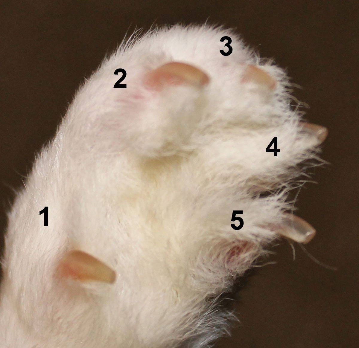 Hill Rise Rabbitry Trimming Nails