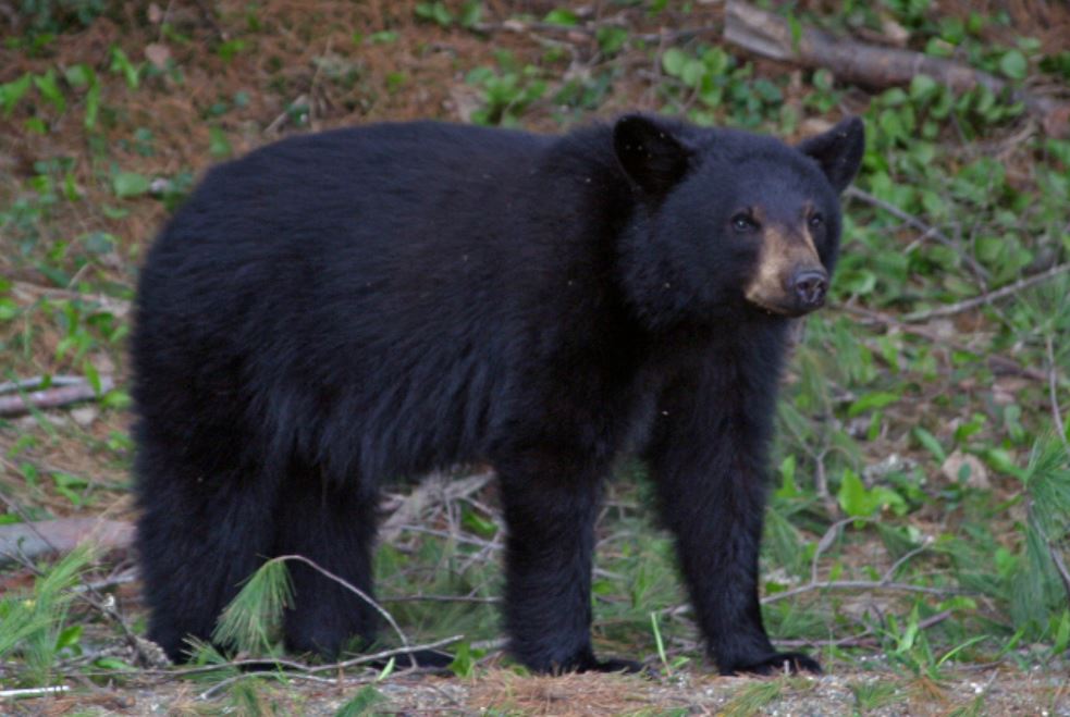 Appalachian Mountain Club's Equipped How to Protect Your Food from