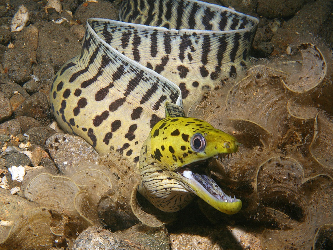 MorayEel