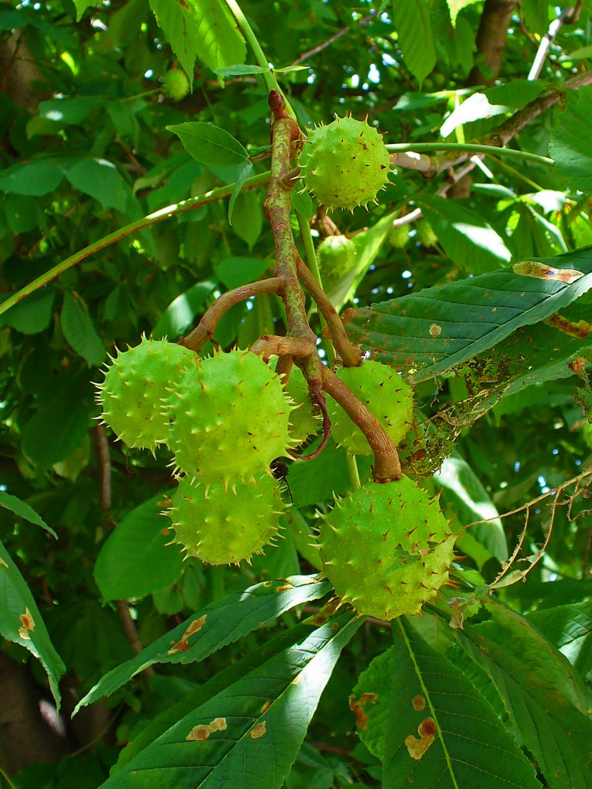 Trees Aesculus hippocastanum Horse Chestnut Conker Tree