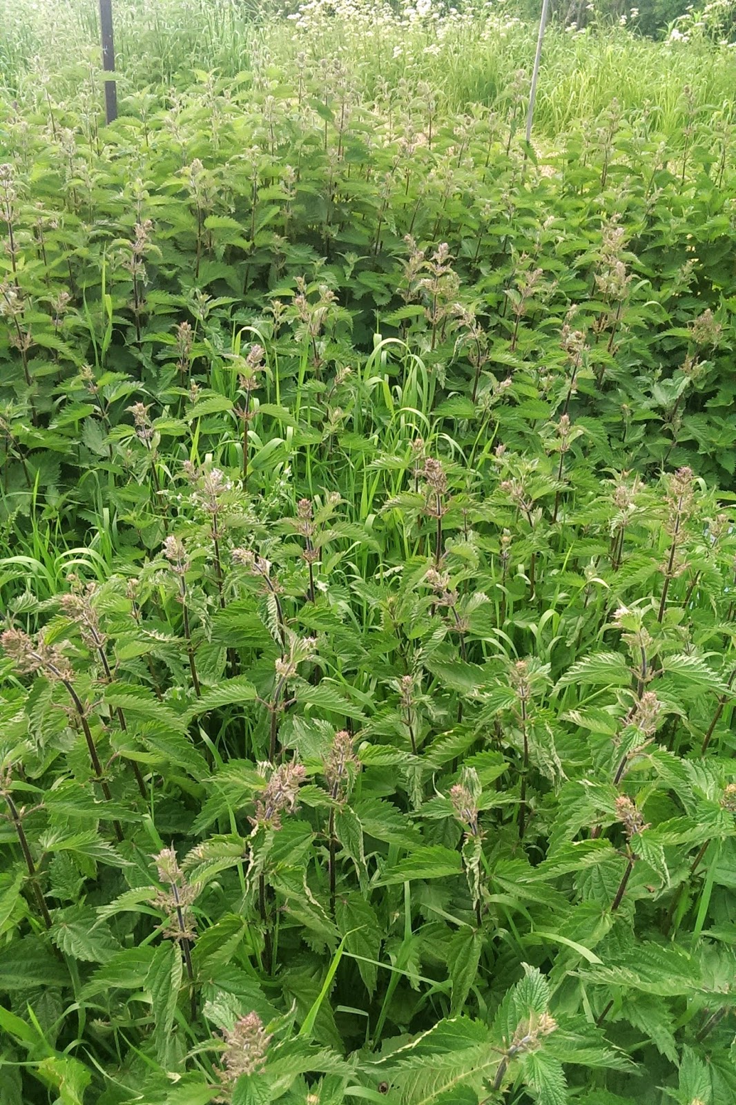 buttons and paint... and Dried Nettle Tea