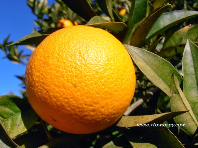 NARANJO DULCE: Citrus sinensis