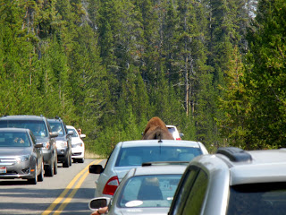 Buffalo walking with cars in Yellowstone National Park in Wyoming