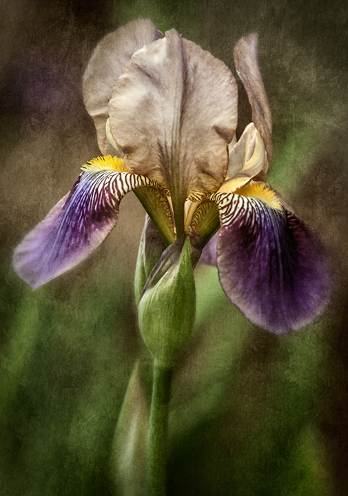 Dan Routh Photography Old Fashioned Iris