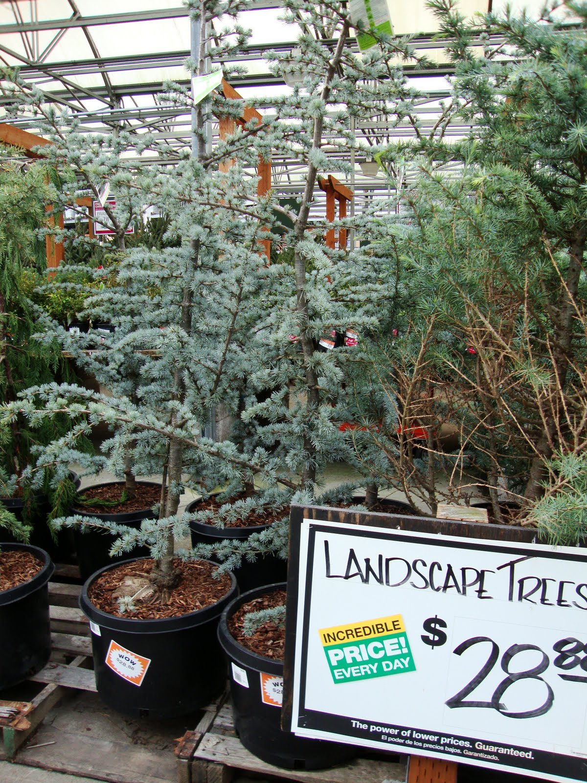danger garden I’m Dreaming of a Blue (Atlas Cedar) Christmas…