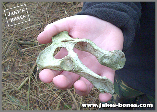 I've found a bone...but what is it ?