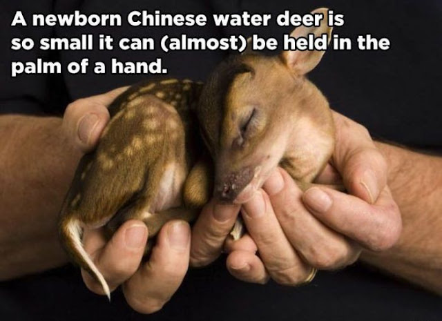 animal facts, amazing animal facts, facts about animals, a newborn chinese water deer is so small it can almost be held in the palm of a hand