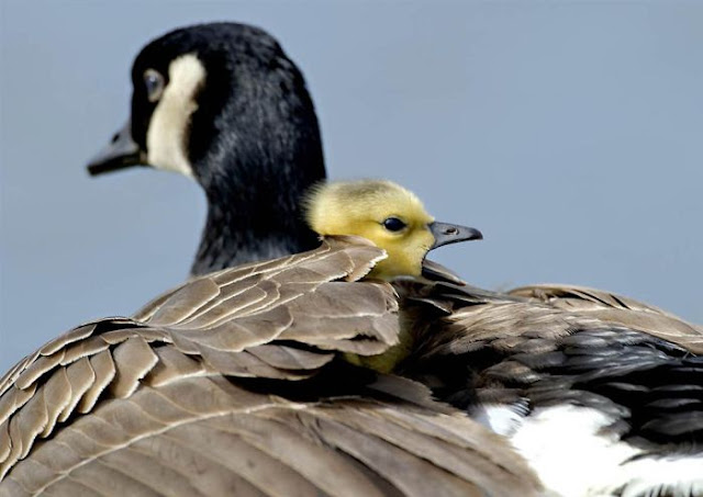 Animals With Babies | Baby Animals