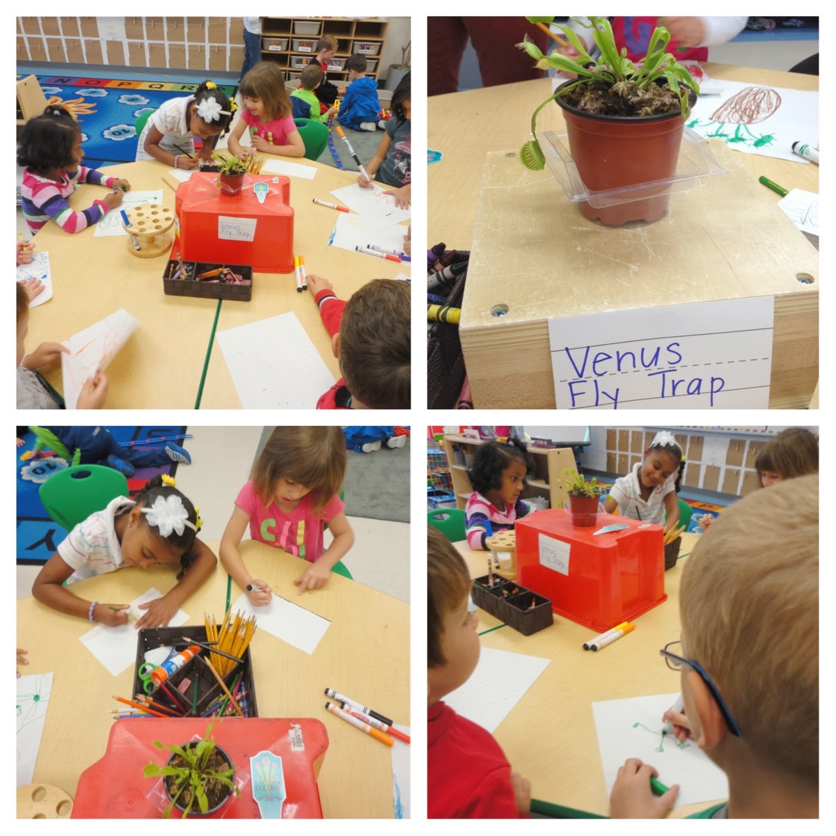 Thinking and Learning in Room 122: A Day with the Venus Fly Trap