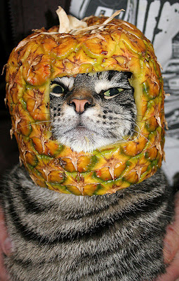 cat+wearing+pineapple.jpg