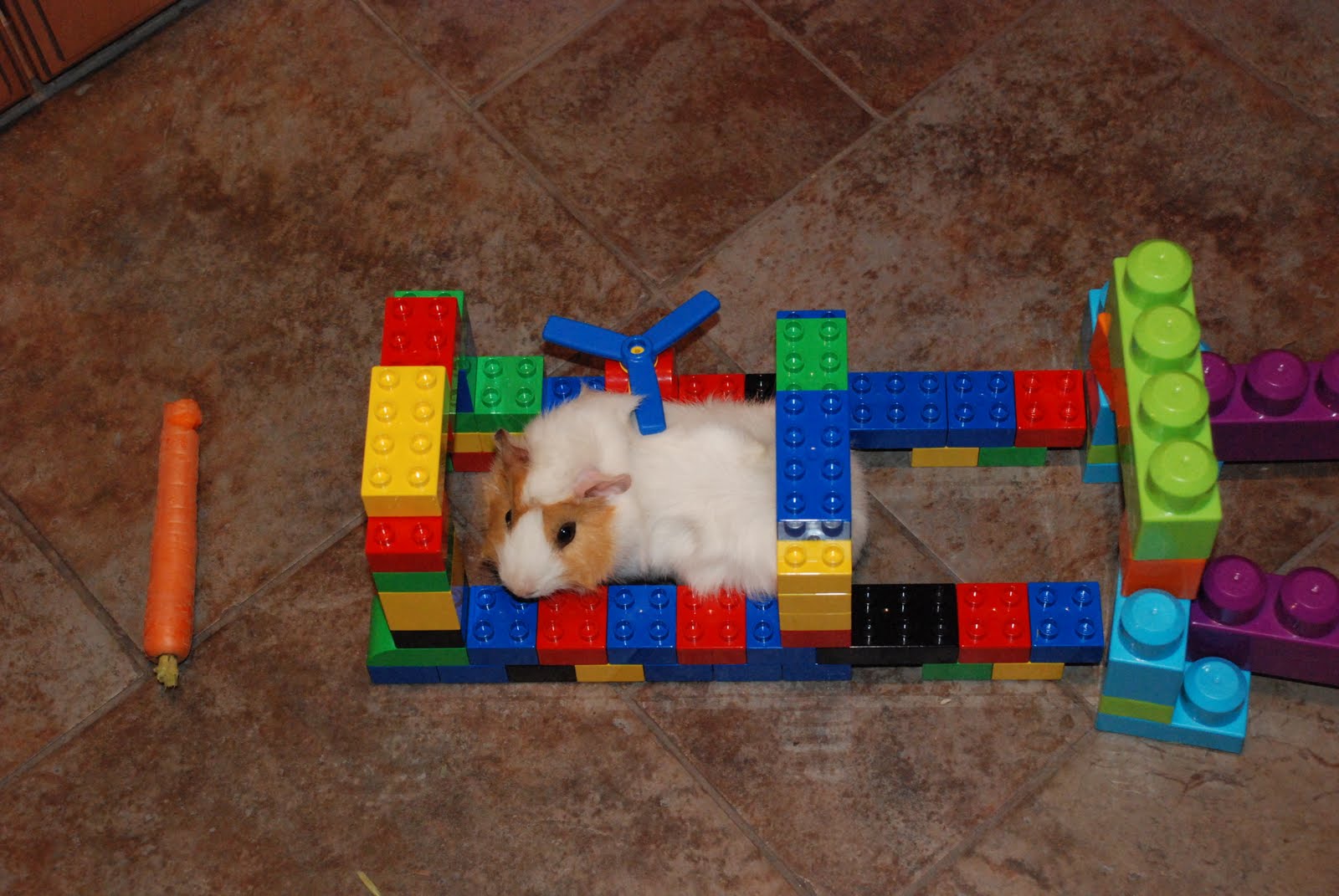 lego guinea pig