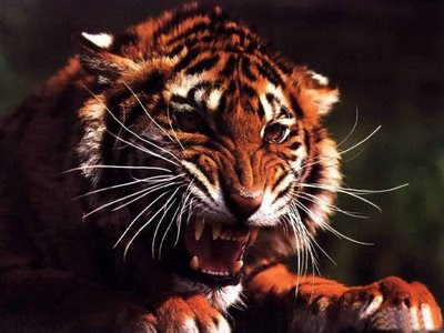Image Gallary 1 Angry Tiger Face Pictures Tiger Wallpapers