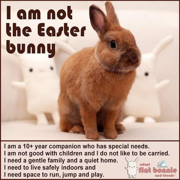 Rabbit Ramblings Bunny advocacy memes