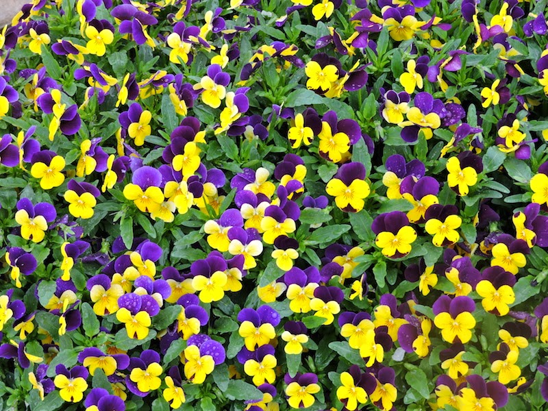 Mnkcusa Botanical Gardens Of The Ozarks In Fayetteville Ar