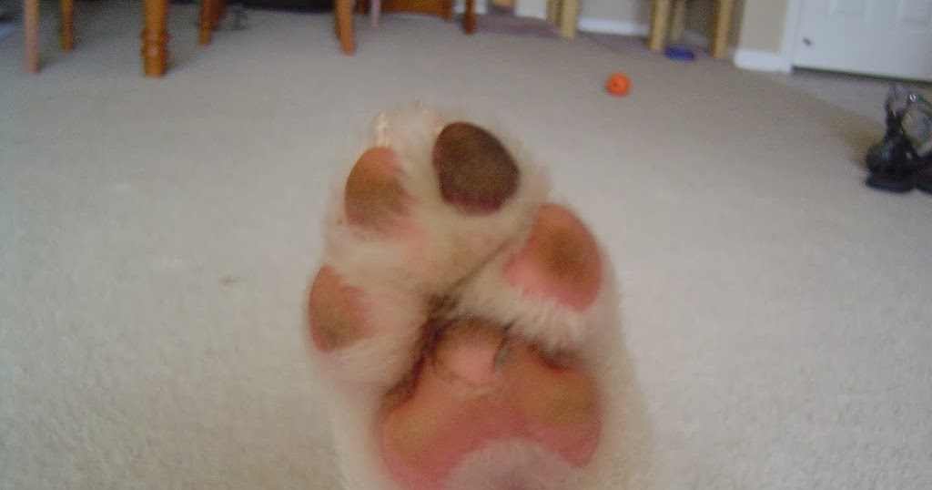 What To Do If My Dogs Paws Are Peeling
