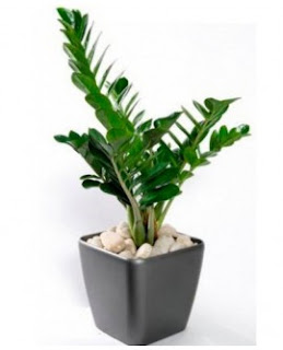Các loại cây phong thủy trong nhà - Cây kim tiền Các loại cây phong thủy trong nhà - Cây kim tiền