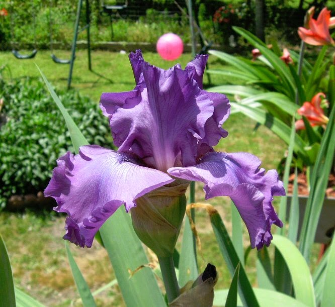 Plants & Such Iris changing colors, or where's Immortality Iris?