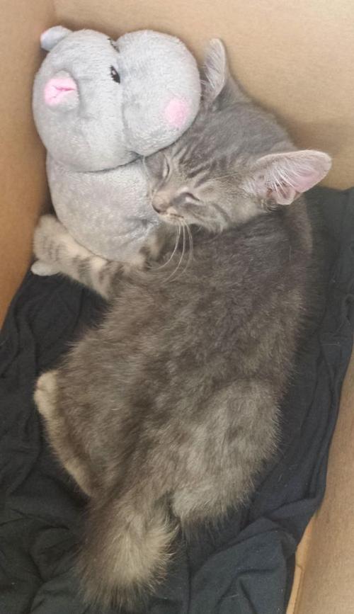 Котенок и его любимый бегемот Котенок и его любимый бегемот