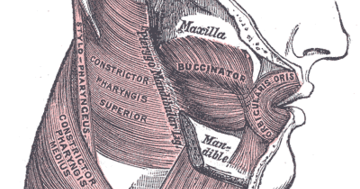 nerve between superior pharyngeal constrictor and middle nerve between superior pharyngeal constrictor and middle