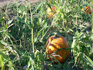 Hanging In The Pumpkin Patch