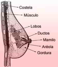 Anatomia da mama