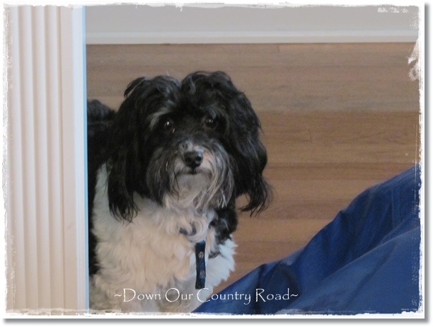 Havanese Bichon Cross