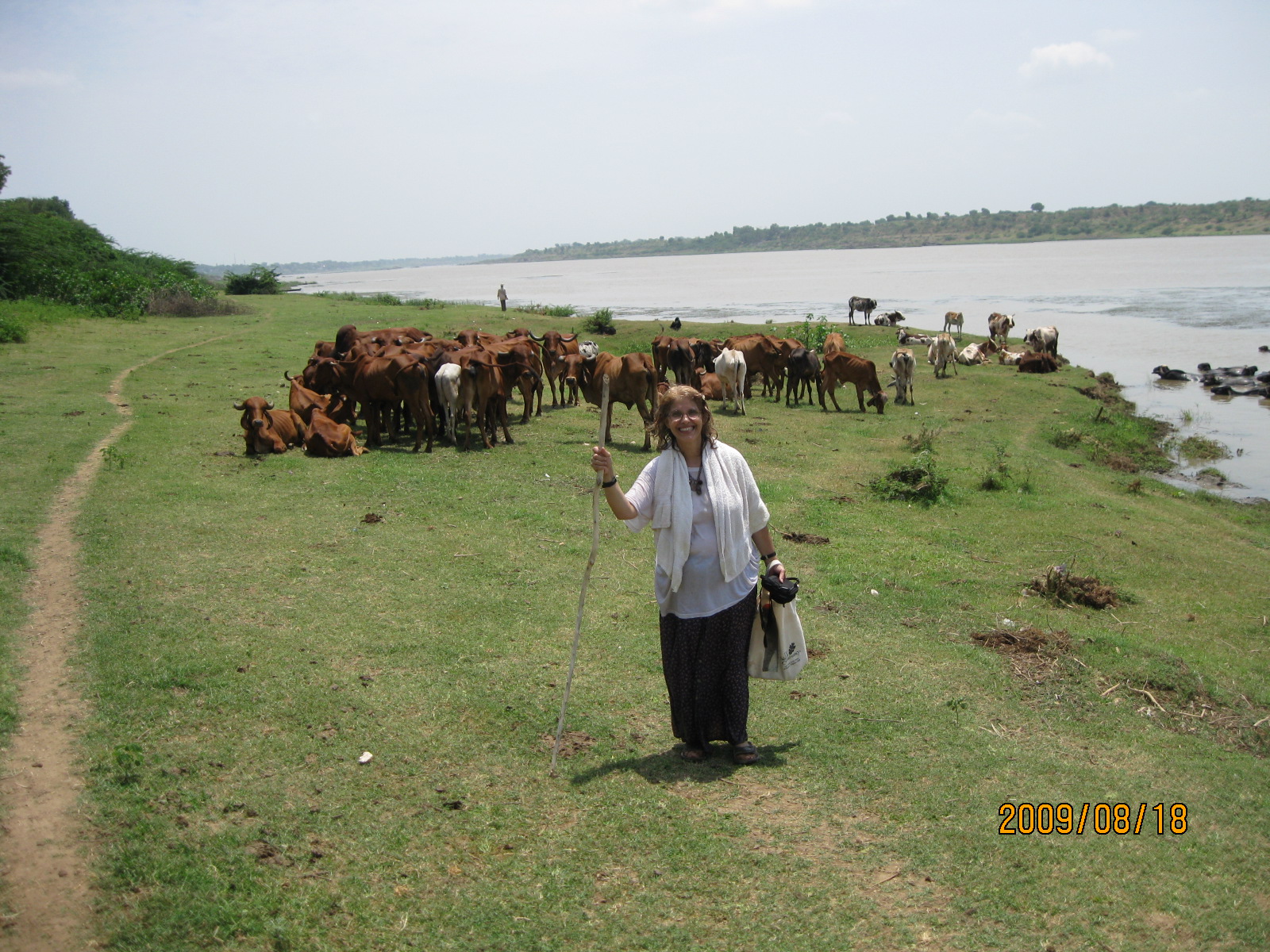 Vacas toman un baño en el río Narmada.