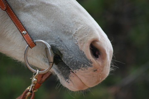 How to Treat Sunburn on Horses recommendations How to Treat Sunburn on Horses forecast